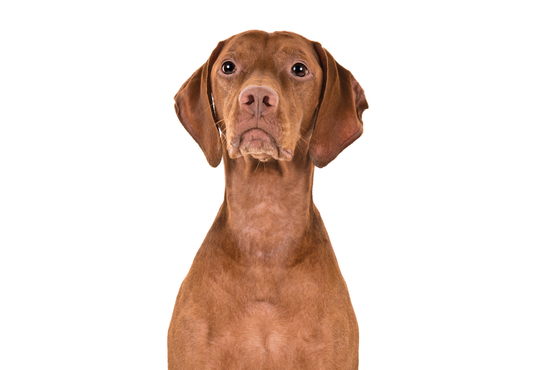 Vizsla